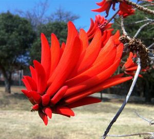 Coral Tree