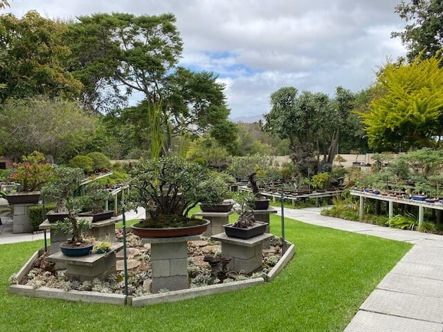 Bishopsford Bonsai