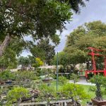 Bishopsford Bonsai Nursery