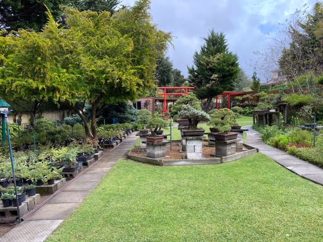 Bishopsford Bonsai Nursery