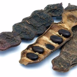Tree Seed suitable for Bonsai