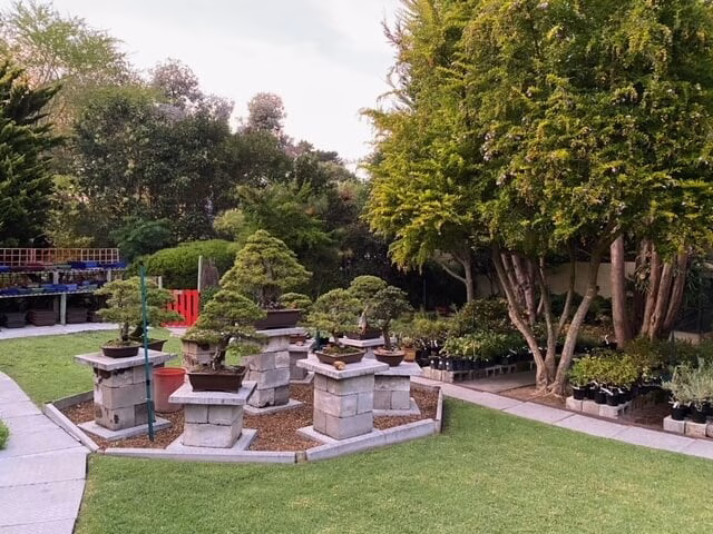 Bishopsford Bonsai Nursery