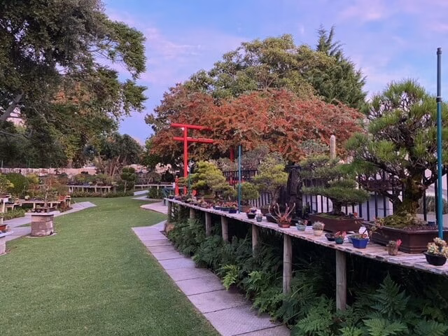 Bishopsford Bonsai Nursery