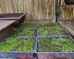 Bishopsford Bonsai Moss