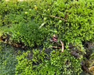 Bishopsford Bonsai Moss