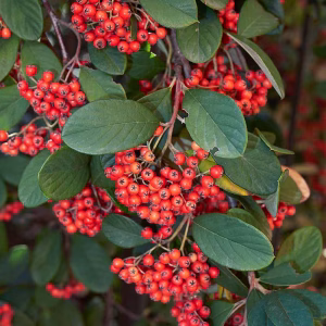 Cotoneaster pre-bonsai