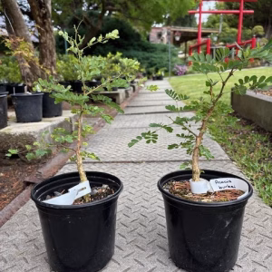 Acacia burkei pre-bonsai