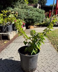 Bougainvillea pre-bonsai