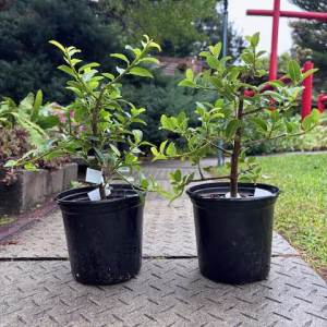 Ficus burtt-davyi pre-bonsai