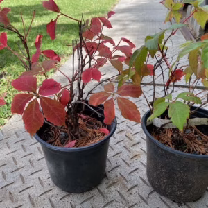 Virginia Creeper pre-bonsai