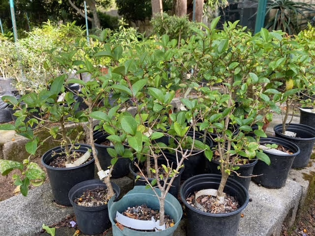Privet pre-bonsai
