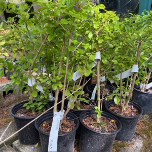 Duranta pre-bonsai