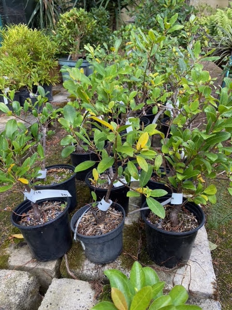 Ficus natalensis pre-bonsai