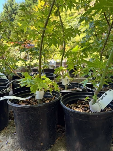 Japanese Maple pre-bonsai