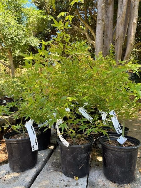 Japanese Maple pre-bonsai