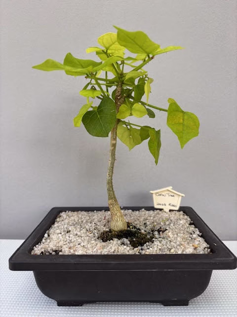 Coral Tree Bonsai