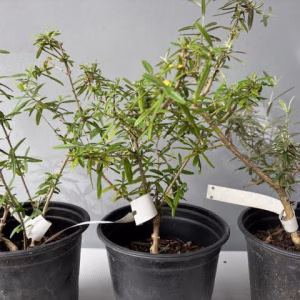 Buddleja saligna pre-bonsai
