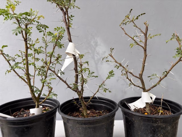 Acacia karroo - Sweet Thorn pre-bonsai