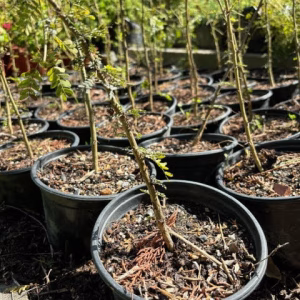 Fever tree pre-bonsai