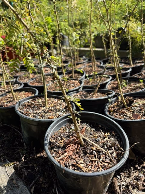 Fever tree pre-bonsai