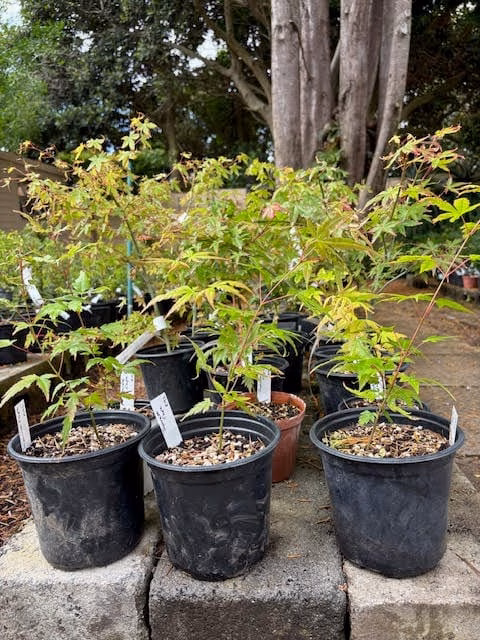 Japanese Maple pre-bonsai