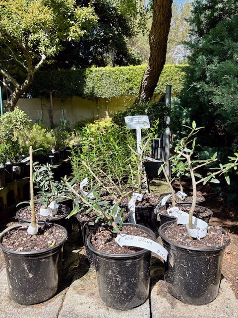 Wild Olive pre-bonsai