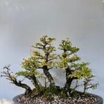 Cork Bark Elm Forest