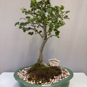 Celtis sinensis Bonsai