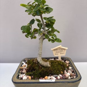 Celtis sinensis bonsai