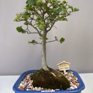 Celtis sinensis bonsai