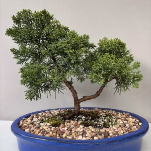 Shimpaku Itoigawa Juniper bonsai