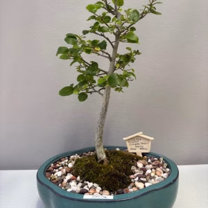 Celtis sinensis Bonsai