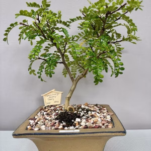 Operculicarya decaryi bonsai