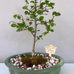 Celtis sinensis bonsai