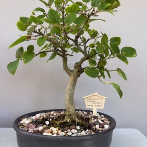 Celtis sinensis bonsai