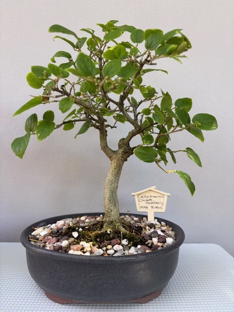 Celtis sinensis bonsai