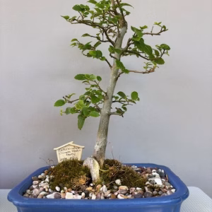 Celtis sinensis bonsai