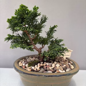 Hinoki Cypress Bonsai