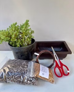 Bonsai Juniper bundle