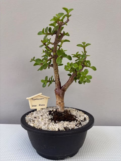 Spekboom Bonsai