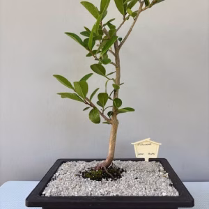 Milkwood bonsai