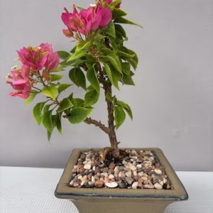 Bougainvillea bonsai