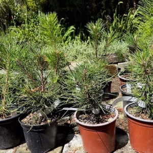 Japanese Black Pine pre-bonsai