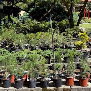 Japanese Black Pine pre-bonsai