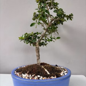 Wild Olive bonsai