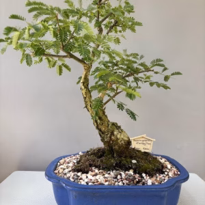 Acacia galpinii - Monkey Thorn Bonsai