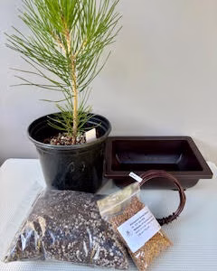 Bonsai Japanese Black Pine bundle