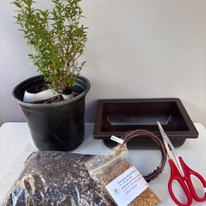 Create your own Bonsai - Myrtle bundle