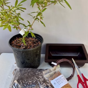 Create your own Bonsai - Buddleja bundle
