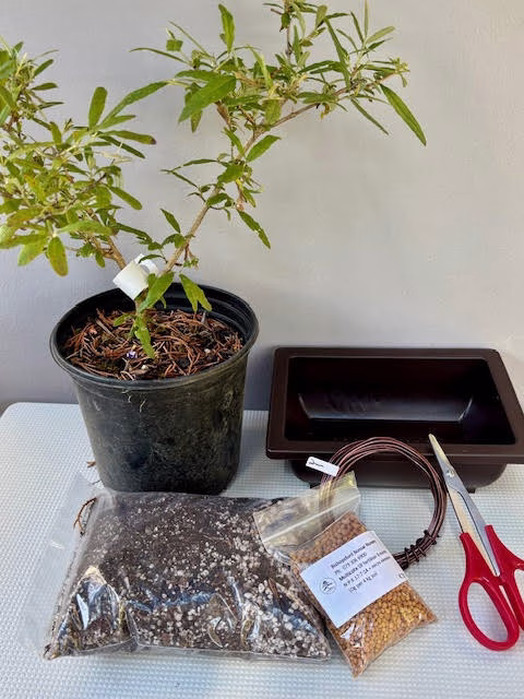Create your own Bonsai - Buddleja bundle